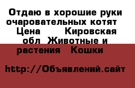Отдаю в хорошие руки очаровательных котят  › Цена ­ 1 - Кировская обл. Животные и растения » Кошки   